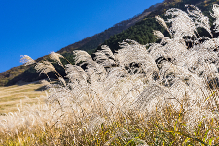 Ears of the Japanese pampas grass glowing in backlitの写真素材