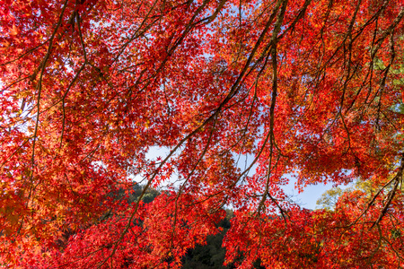 Beautiful autumn colors of Korankei Riverの写真素材