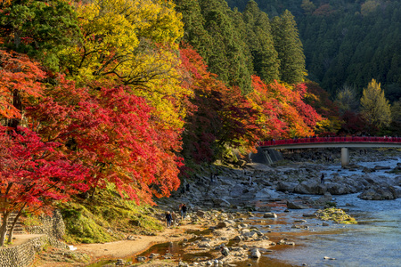 Beautiful autumn colors of Korankei Riverの写真素材