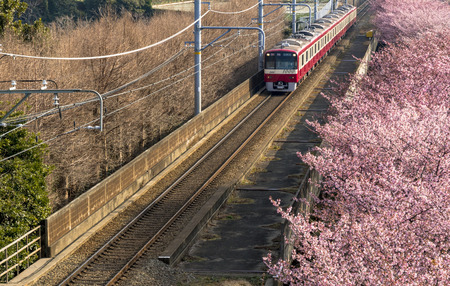 Miura Beach kawazu cherry blossomのeditorial素材