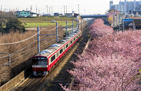 Miura Beach kawazu cherry blossomのeditorial素材