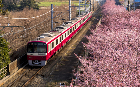 Miura Beach kawazu cherry blossomのeditorial素材
