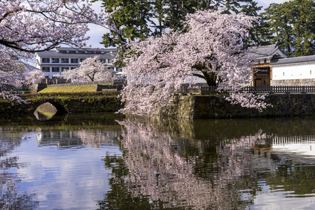 Odawara Castle cherry blossomのeditorial素材
