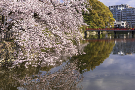 Odawara Castle cherry blossomのeditorial素材