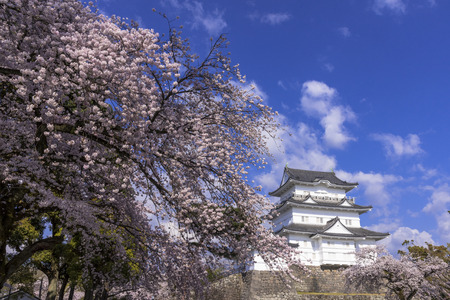 Odawara Castle cherry blossomのeditorial素材