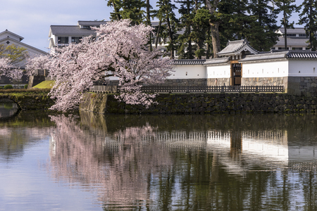 Odawara Castle cherry blossomのeditorial素材