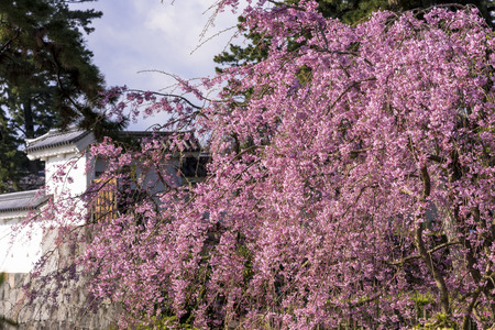 Odawara Castle cherry blossomのeditorial素材