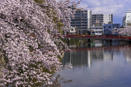 Cherry blossoms in full bloom in Odawaraのeditorial素材