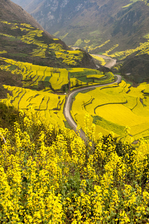 Rape field in Yunnan, luopingの写真素材