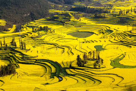 Rape field in Yunnan, luopingの写真素材