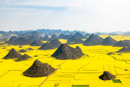 Rape field in Yunnan, luoping