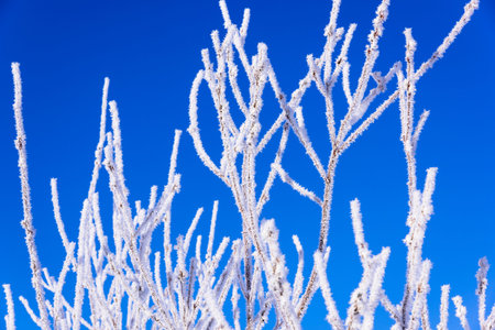 Rime ice landscapeの写真素材