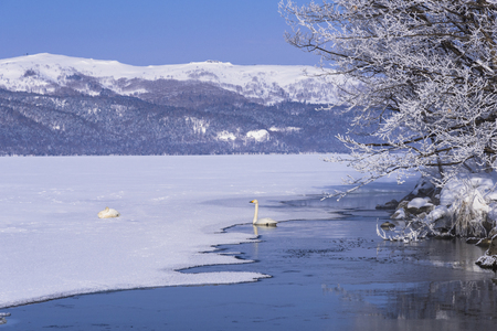 Snow in Hokkaido, Japanの写真素材