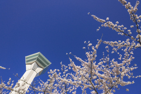 Cherry blossoms in full bloom in Hakodateのeditorial素材