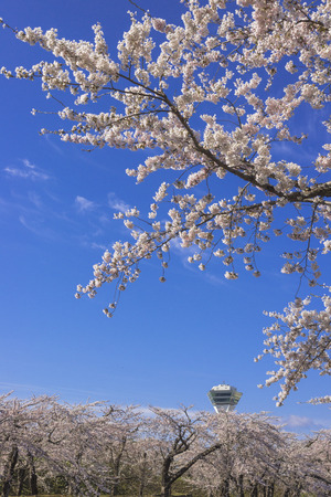 Cherry blossoms in full bloom in Hakodateのeditorial素材