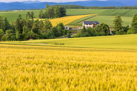 Rural landscape of biei town Hill
