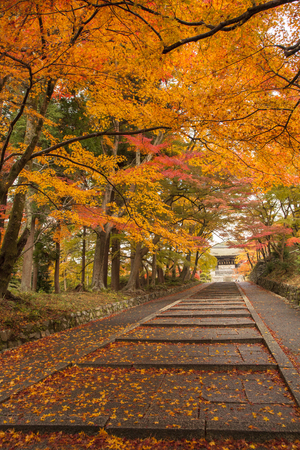 Foliage in Kyotoの写真素材