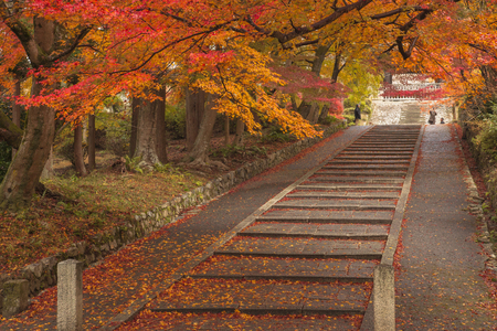 Foliage in Kyotoの写真素材