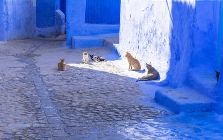 Blue city of Morocco, Chefchaouenの写真素材