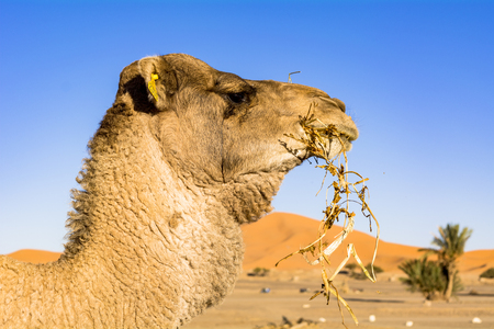 Camels in the Sahara desertの写真素材