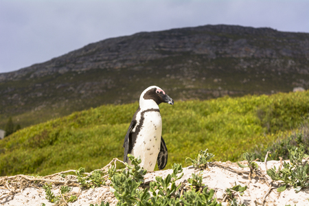 Penguins in Cape Peninsulaの写真素材