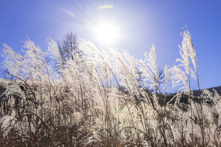 Japanese pampas grass field of Yamanaka Lakeの写真素材