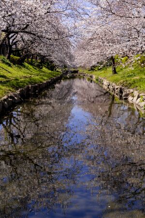 cherry blossioms in full bloom along the motoarakawa riverの写真素材