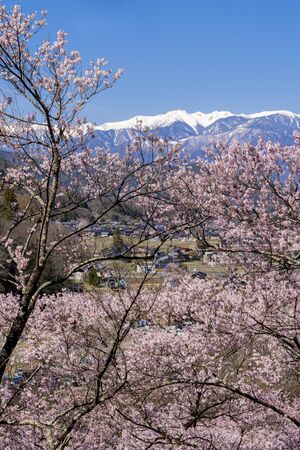 Cherry blossoms in full bloom from Takato Castle Ruins Park and the Japanese Alpsの写真素材