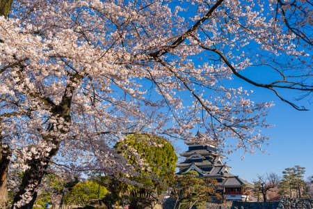 Matsumoto Castle in full bloom of cherry blossomsのeditorial素材