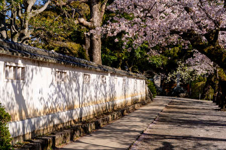 Cherry blossoms in full bloom in Odawara Castle Ruins Parkのeditorial素材