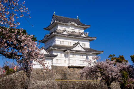 Cherry blossoms in full bloom and Odawara Castleのeditorial素材
