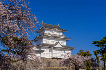 Cherry blossoms in full bloom and Odawara Castleのeditorial素材