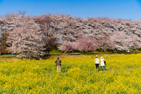 Rape blossom garden and cherry treesのeditorial素材