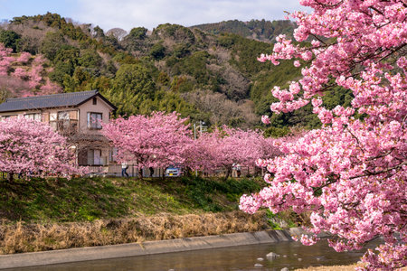 Beautiful cherry trees in Kawazu Sakuraのeditorial素材