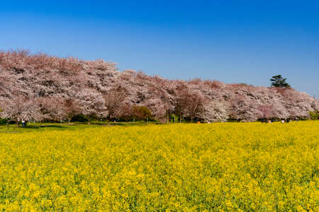 Rape blossom garden and cherry treesのeditorial素材