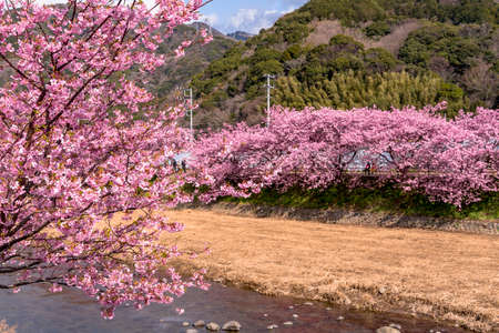 Cherry trees along the Kawazu River in full bloomのeditorial素材