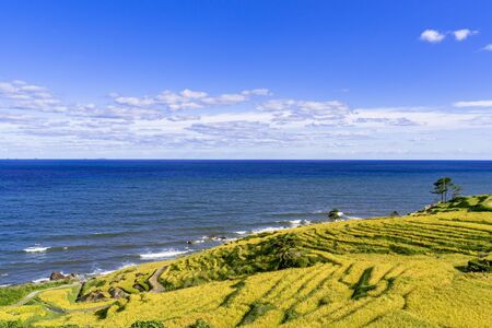 thousand rice terrace of Noto Peninsulaの写真素材