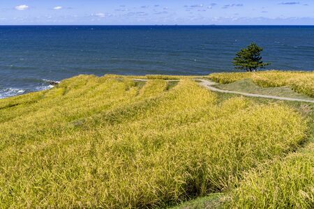 thousand rice terrace  in the Noto Peninsula in autumnの写真素材