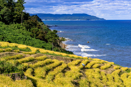 thousand rice terrace  in the Noto Peninsula in autumn