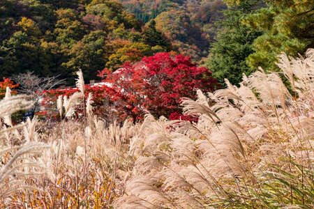 Susukihara at the foot of Mt. Fujiの写真素材