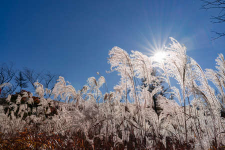 Susukihara at the foot of Mt. Fujiの写真素材