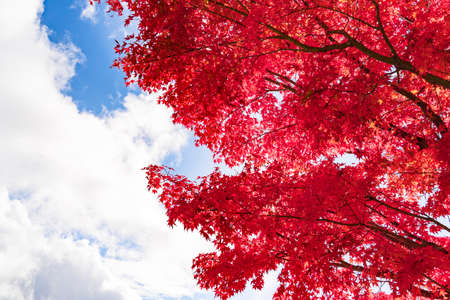 Autumn colors in Japanの写真素材