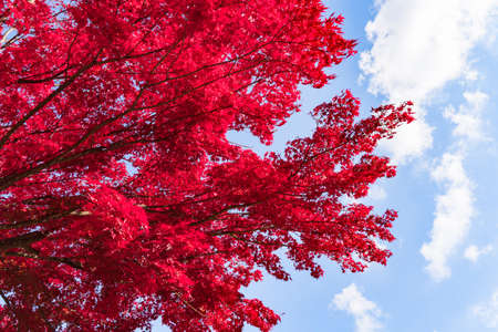 Autumn colors in Japanの写真素材