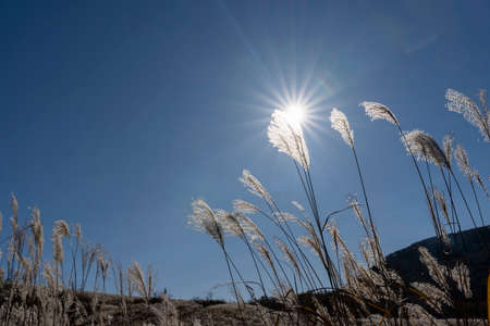 Susukihara at the foot of Mt. Fujiの写真素材