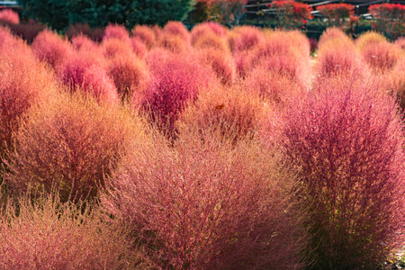 Autumn colors in Japanの写真素材