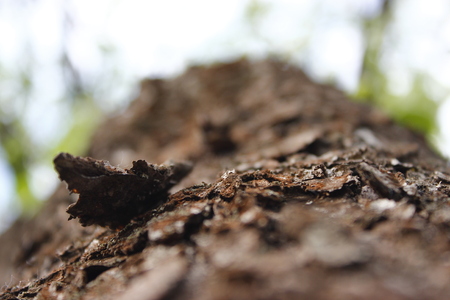 View from bottom-up, dark tree trunk, tree barkの写真素材