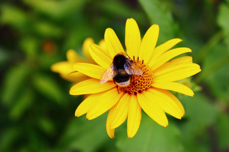 Bumblebee on the yellow flower. Summertime. Preparing for the cold winter. they collect the honey,...