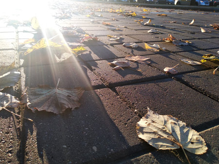 Sun near the ground under pavement with dropped leaves. City sun rising.