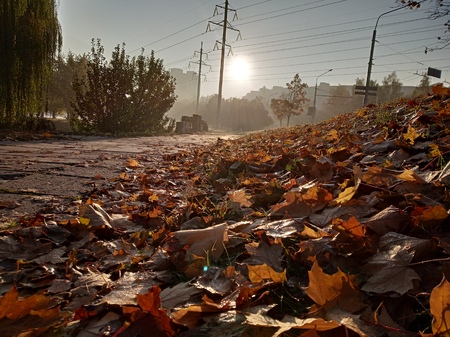 Sunny autumn morning, water drops on leaves, colored carpet of fallen leaves on the ground.の写真素材