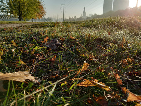 Sunny autumn morning, water drops on leaves, colored carpet of fallen leaves on the ground. Green grass with orange leaves and city viewの写真素材